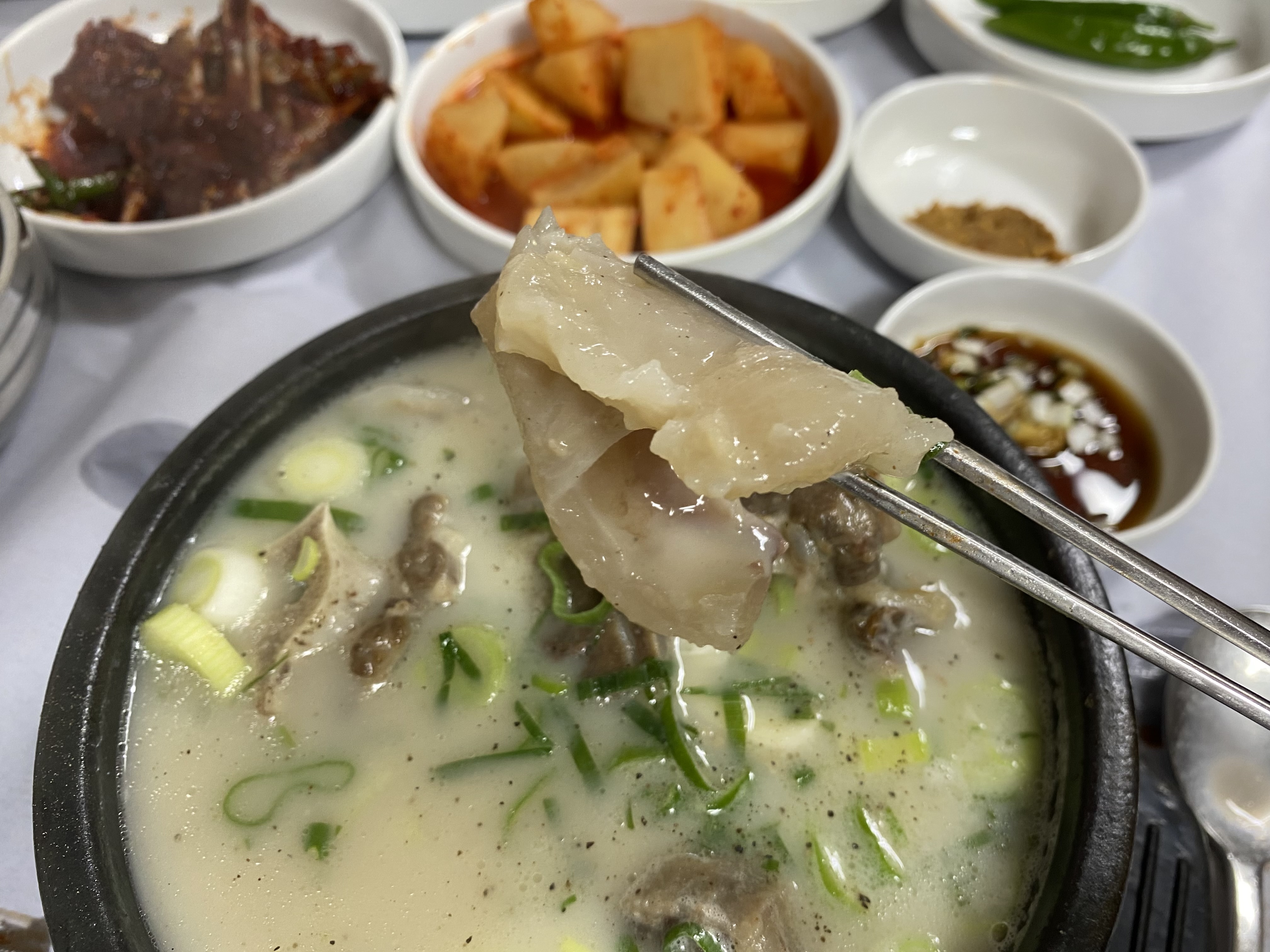젓가락으로 집어 든 반투명한 도가니 한 점